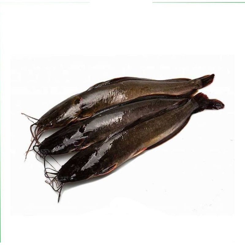 

IKAN LELE SEGAR 1KG