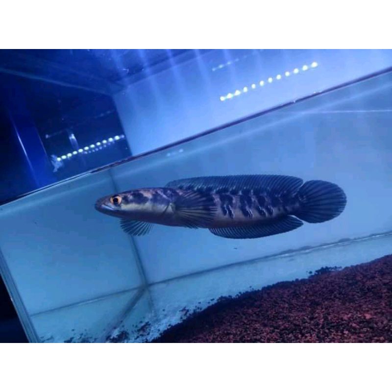 CHANA MARU YS 15-16 FULL PELET