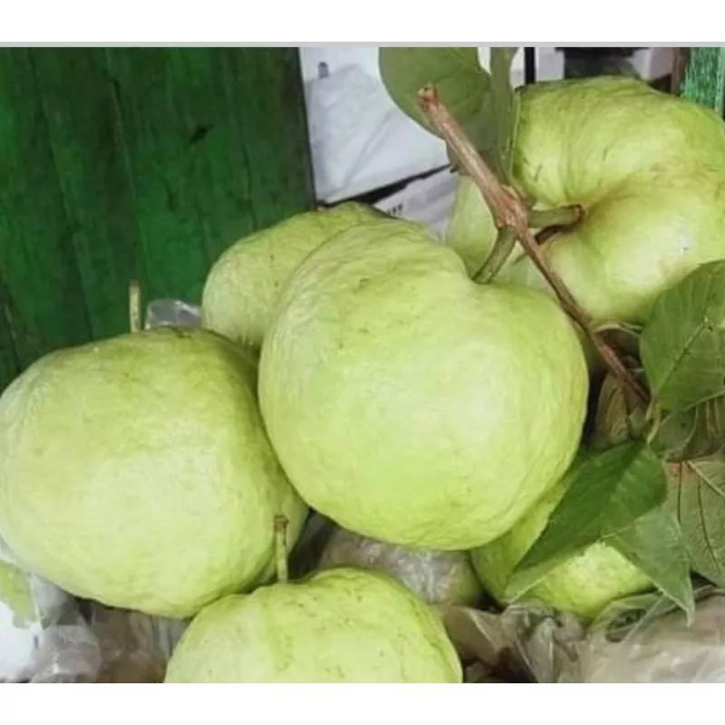 

JAMBU KRISTAL SUPER & SEGAR