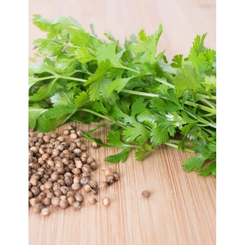 daun ketumbar