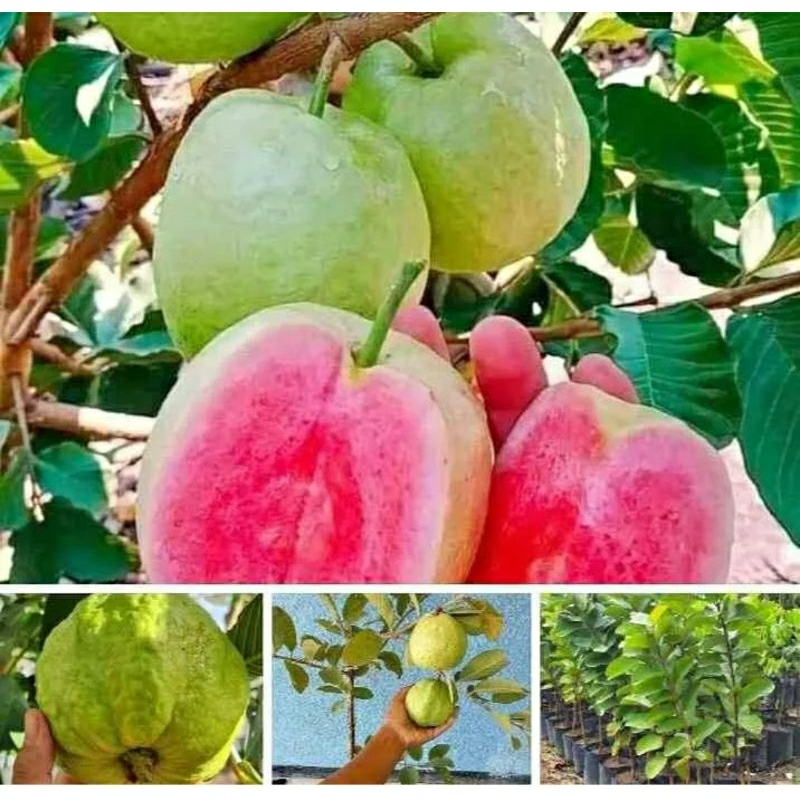 Bibit jambu kristal merah, jambu kristal, bibit super Sudah buah