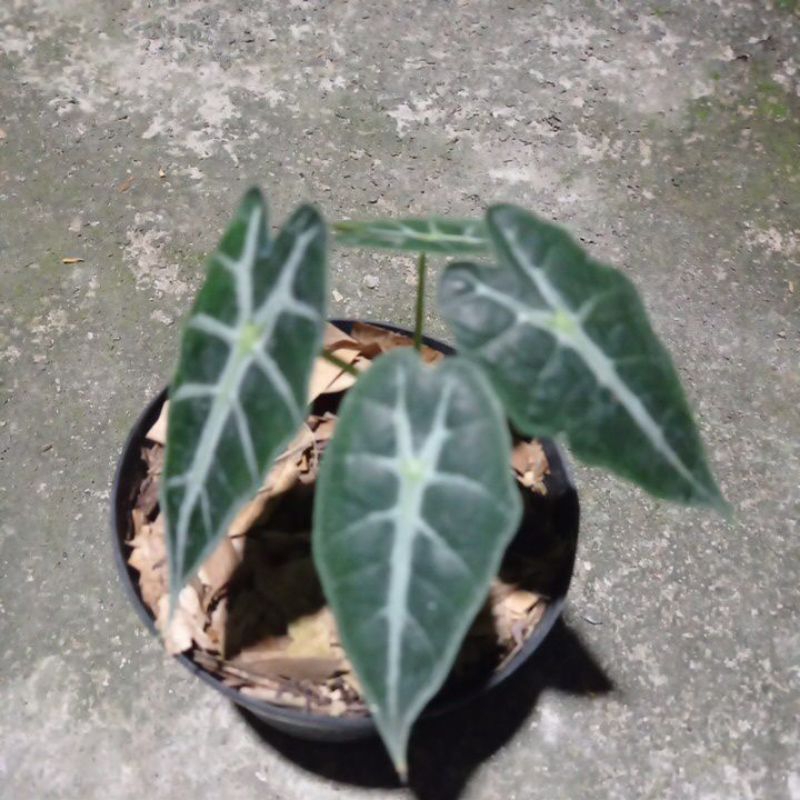 alocasia parasol mini