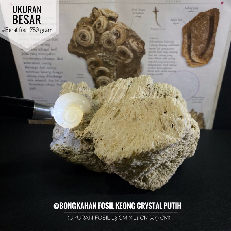 Bongkahan Fosil Keong Putih Crystal F6 atau Fosil Kerang Kristal atau Fosil Kol Buntet Putih atau Fo