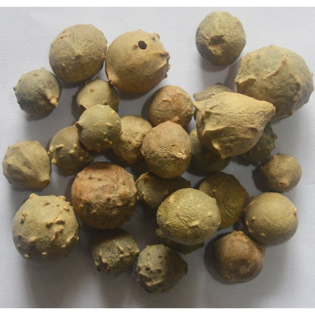 Manjakani (250 gram) / Oak Gallnut / Marbel Galls Nut / Quercus infectoria / Manjaan / Majupal