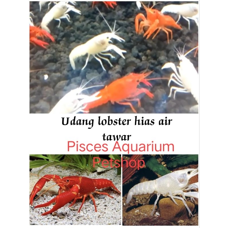UDANG LOBSTER HIAS AIR TAWAR VIA INSTANT SAJA