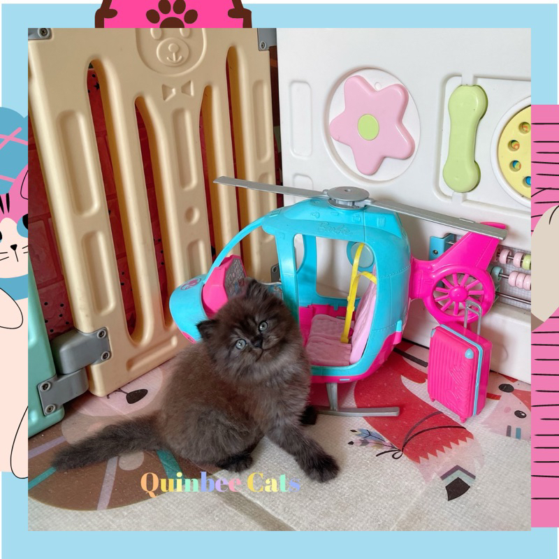 Kucing Persia x British Longhair (BLH) Betina chocolate