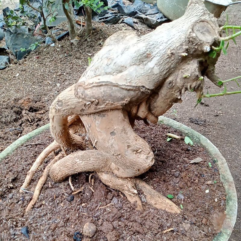 bahan bonsai sancang super jumbo.