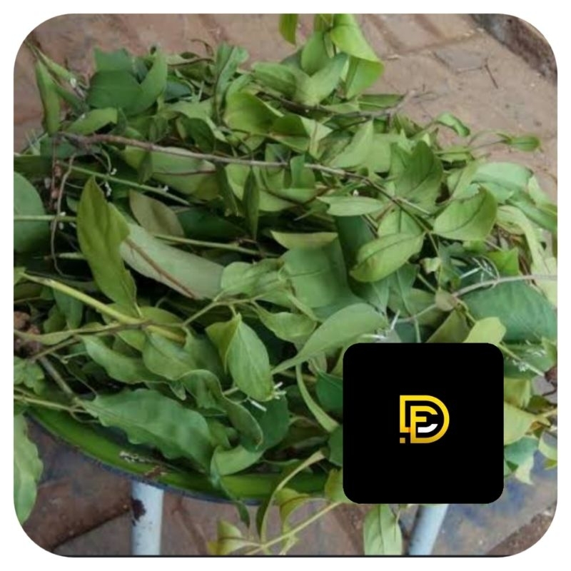 

Benalu jeruk nipis segar petik langsung 1 kg-az