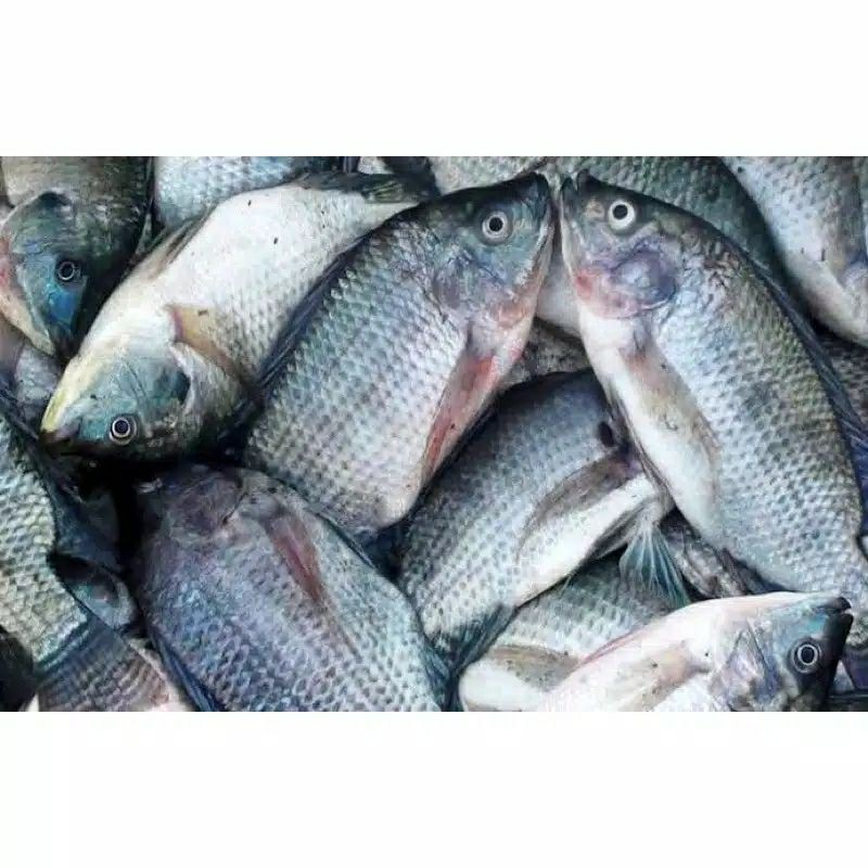 

IKAN MUJAIR MUJAER NILA SEGAR 1kg (ORANGE DAY)