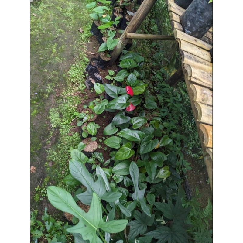 DIARY PETANI - Anthurium Bunga Presiden Remaja