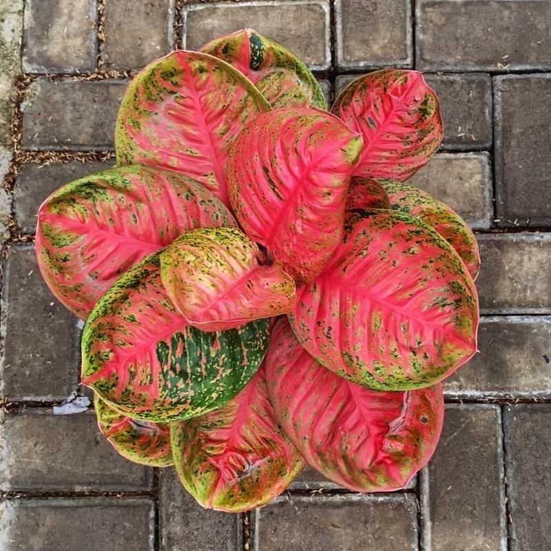 Aglonema Wulandari Mutasi Remaja sedang daun 5+ 6+ 7+