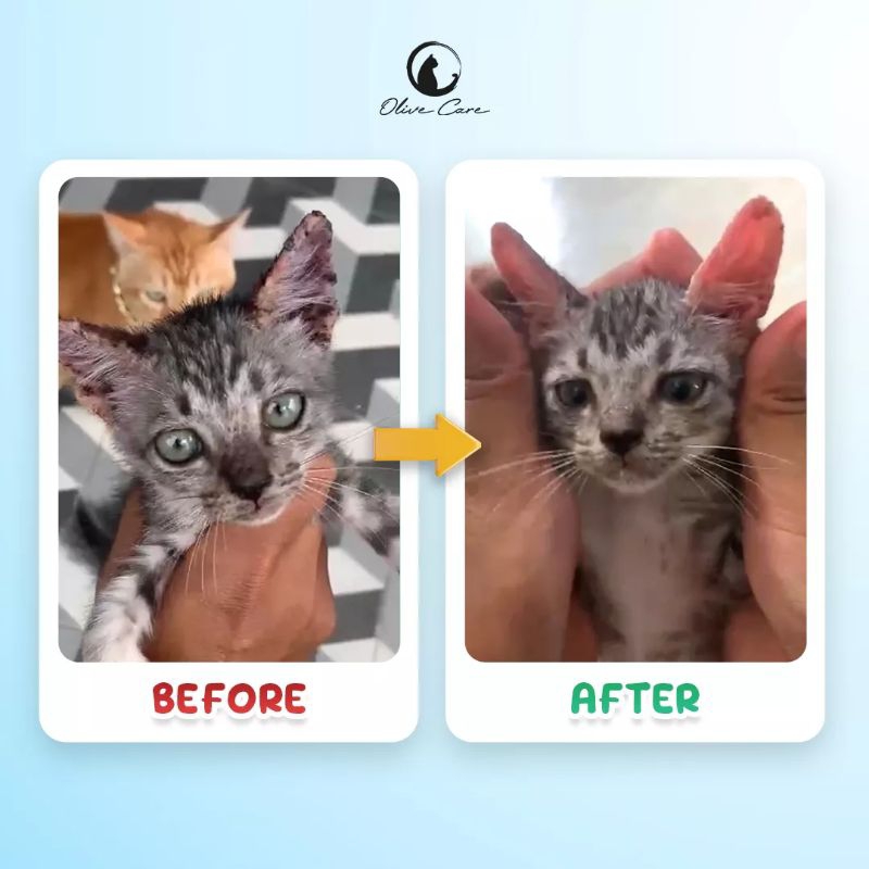 Olive Care Shampoo &amp; Conditioner Kitten 2in1 Khusus Anak Kucing Melembutkan dan Membasmi Kutu dan Jamur