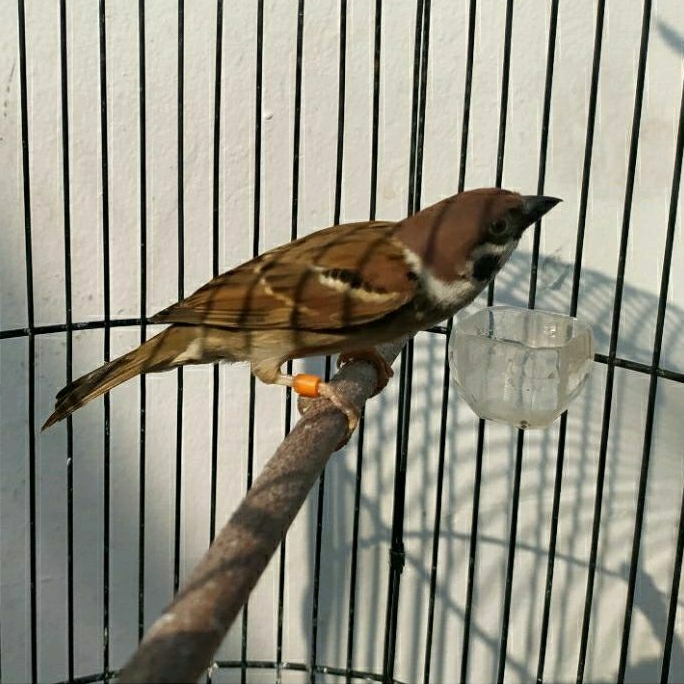 Burung Masteran Gereja Gacor Jinak