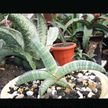 sansevieria eliensis