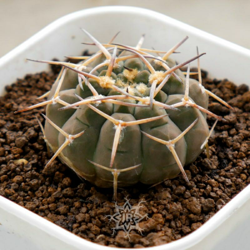 Ochoterenae Var. Variispinum (Argentina)