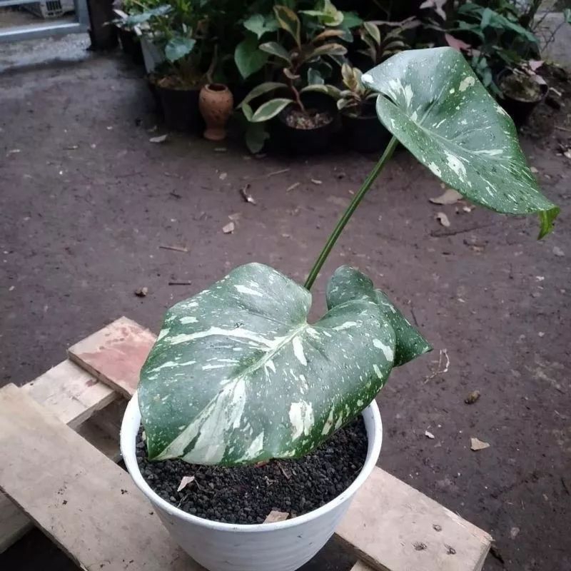 PROMO bibit bonggol monstera varigata THAILAND