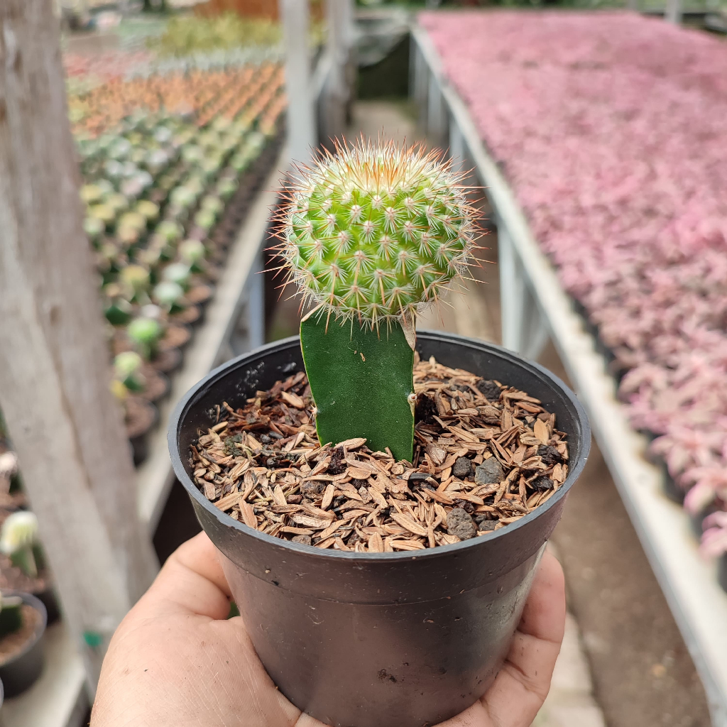 Grafting Mammillaria Duri Merah | DP 10 Cm | Kaktus