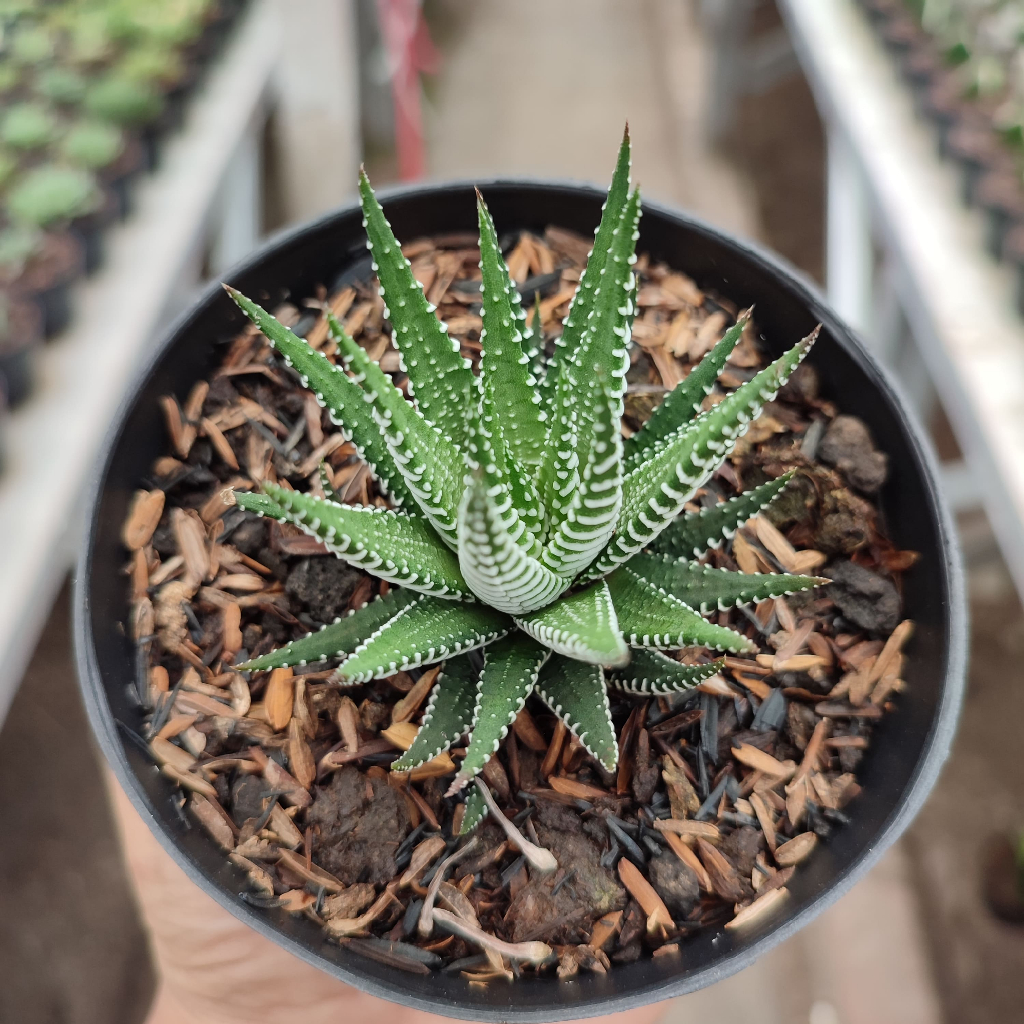 Haworthia Attenuata | DP 10 Cm | Haworthia