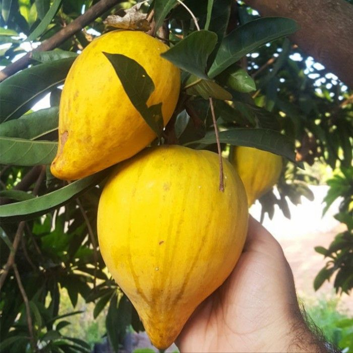 Bibit Tanaman Buah Sawo Alkesa | Sawo Mentega Kuning | Sawo Belanda Kenyall Murah