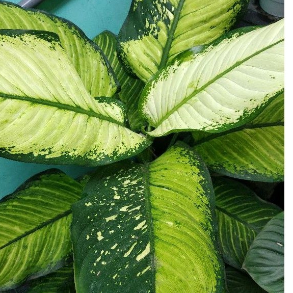 Aglonema Diven Tissu