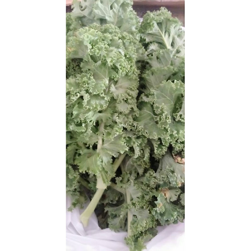 

Sayur Kale Curly segar 500 gram