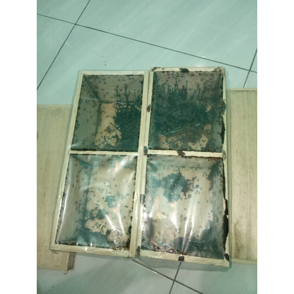 Budidaya Ternak Lebah Banyak Manfaat Tanpa Sengat Lebah Penghasil madu DRESCERY Klanceng Trigona Kel