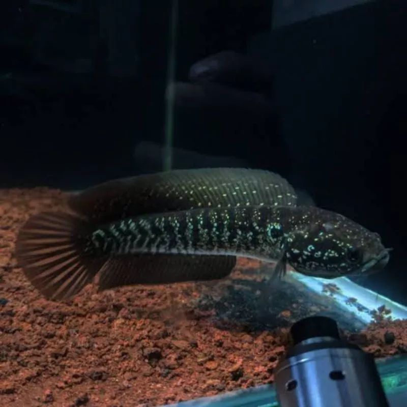 CANA ASIATICA PURE 9_10 CM MENTAL AMAN GARANSI IKAN (HIDUP)