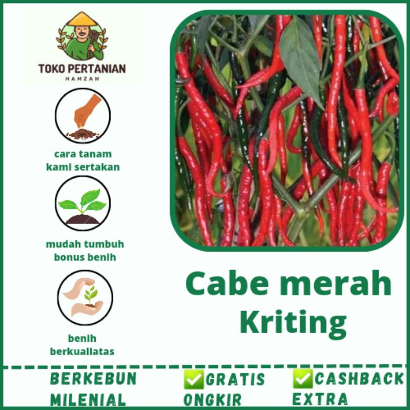 bibit benih cabe merah kriting super f1 buah banyak isi +100Biji