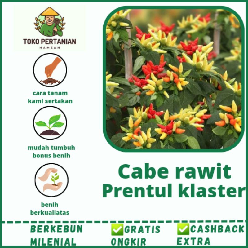 BIBIT BENIH CABAI PRENTUL KLASTER