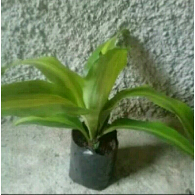 Pohon hias hanjuang hijau kuning