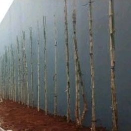 pohon bambu jepang untuk pagar