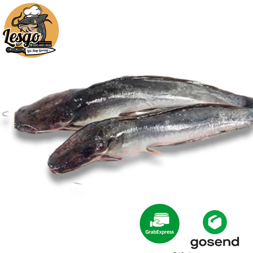 

ikan lele Segar Fresh 500gr/1000gr FREE DIBERSIHKAN Lesgo99