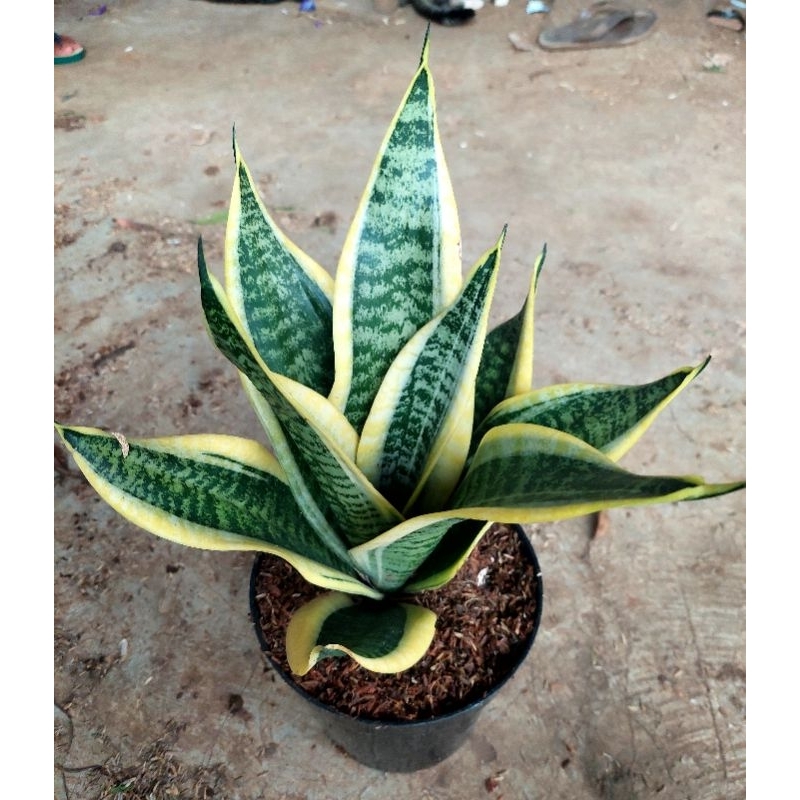 tanaman superba sensivera superba rimbun plus pot