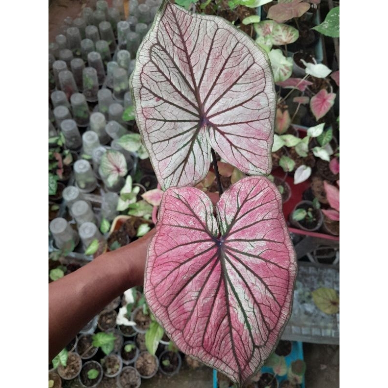 ANAKAN CALADIUM/KELADI HYBRID DAUN GANDA ORI BIJI/KIRIM DG POT