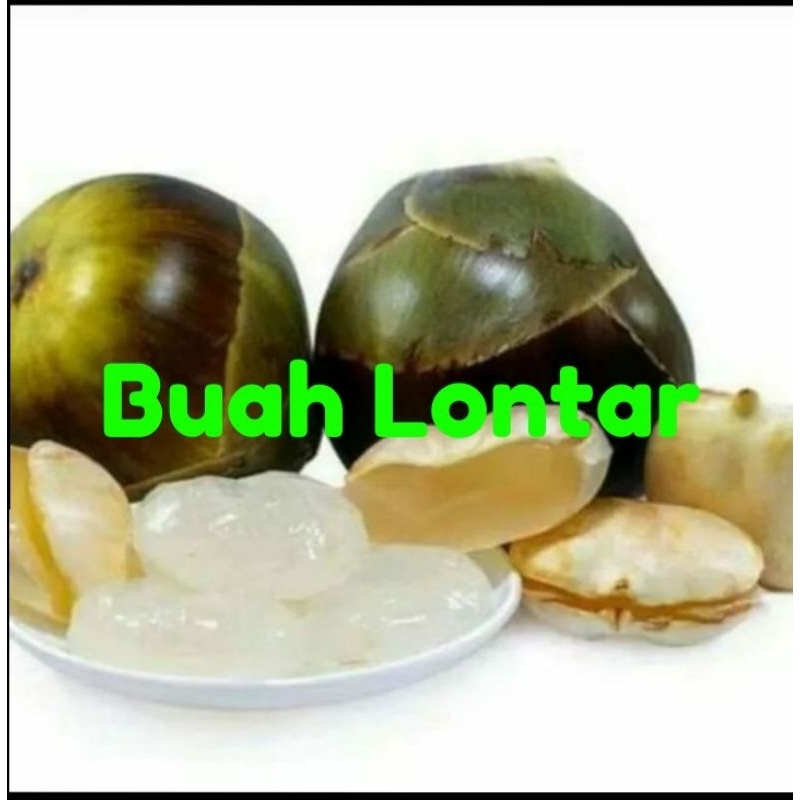 BUAH LONTAR  UTUH/KUPAS FRESH