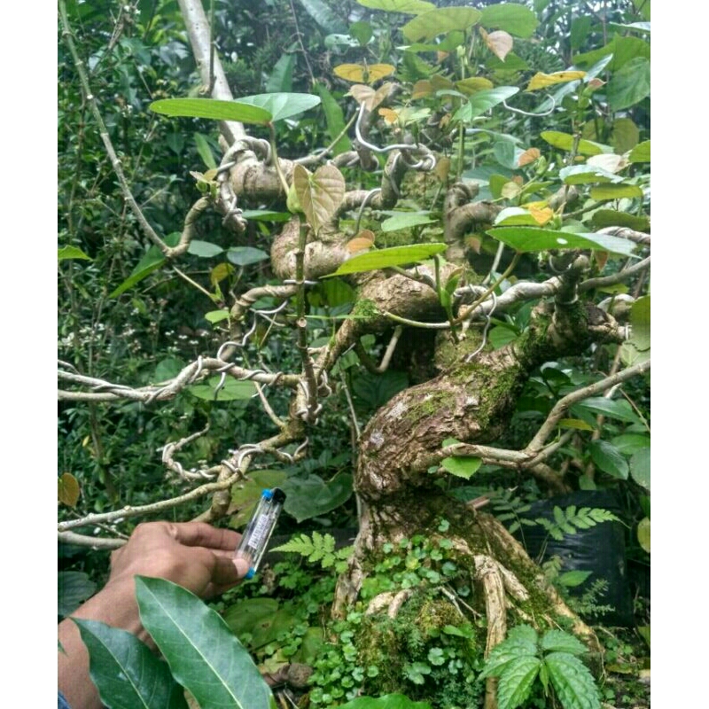 bahan bonsai waru india