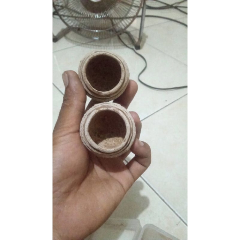 cepuk sangkar merbok buah kulim