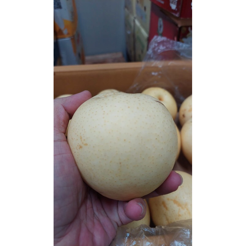 

Buah Pear Sweet | buah pir manis 15 kg per box