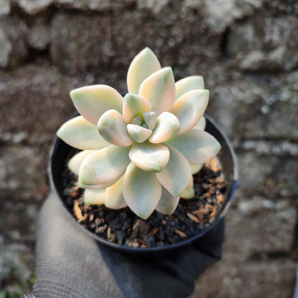 Grapto Tituban Variegated | DP 10 Cm | Sukulen