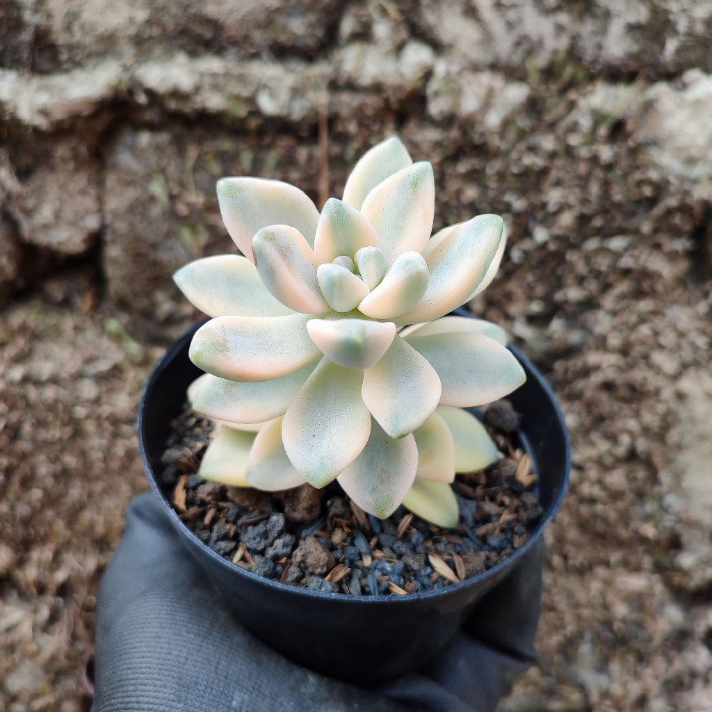 Grapto Tituban Variegated | DP 10 Cm | Sukulen