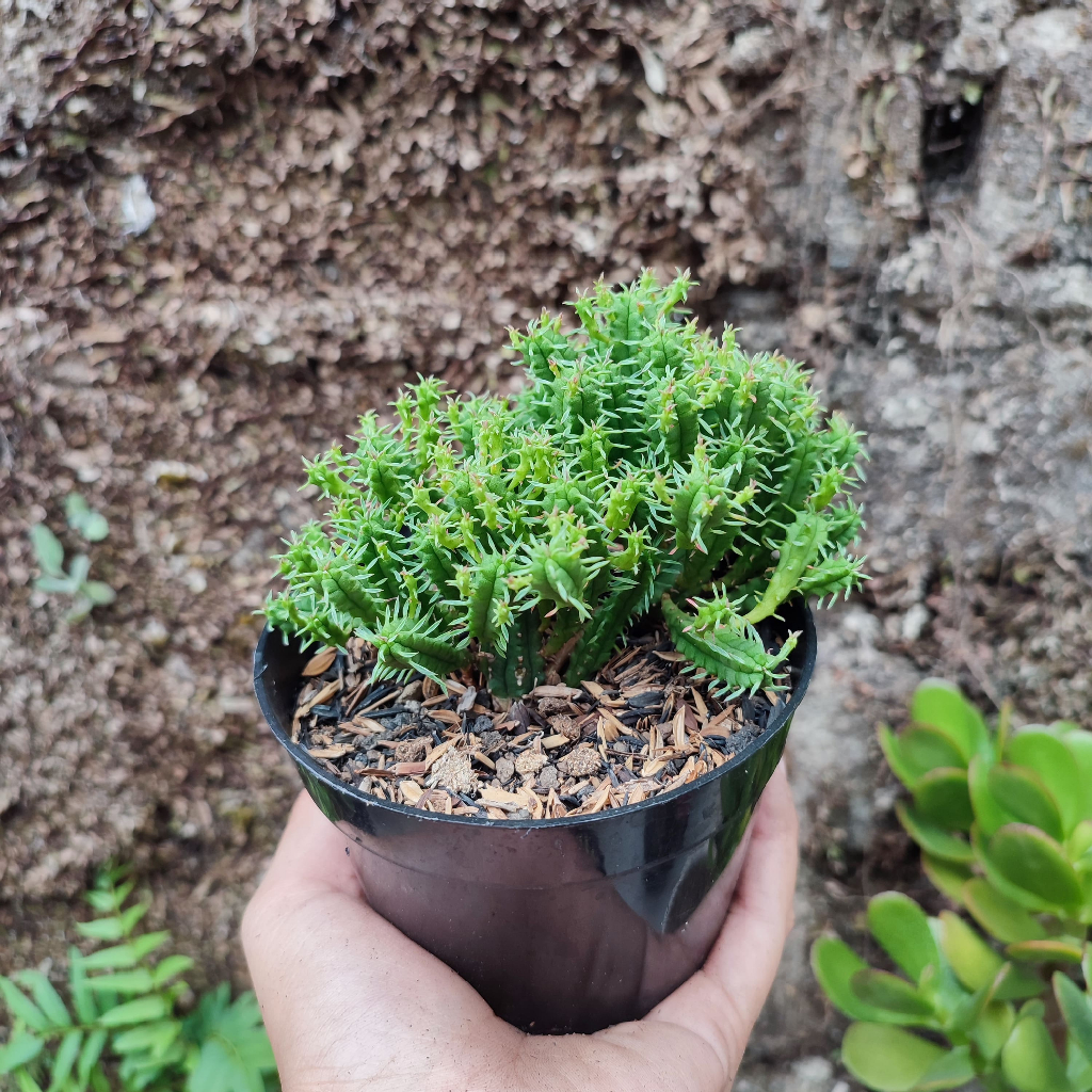 Euphorbia Submamilaris | DP 10cm | Sukulen