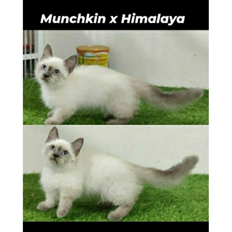Kucing kitten Munchkin x Himalaya