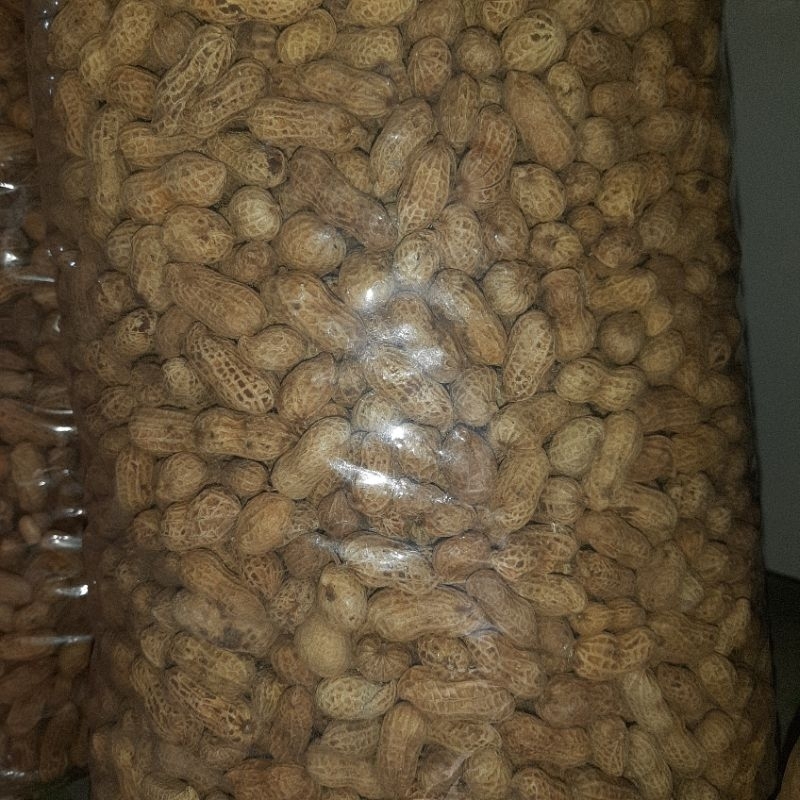 Kacang Kulit Asin/Kacang kulit garuda