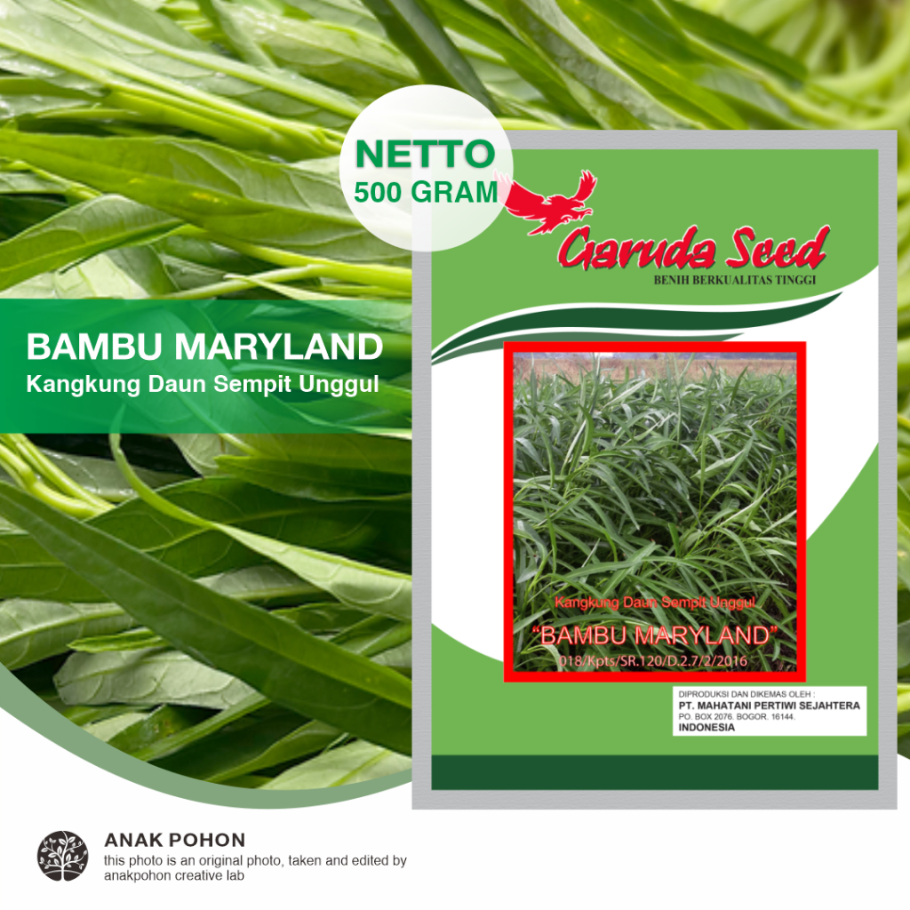 (1 PACK) Benih Kangkung Daun Sempit Unggul BAMBU MARYLAND Seeds - Garuda Seed - 500 GRAM