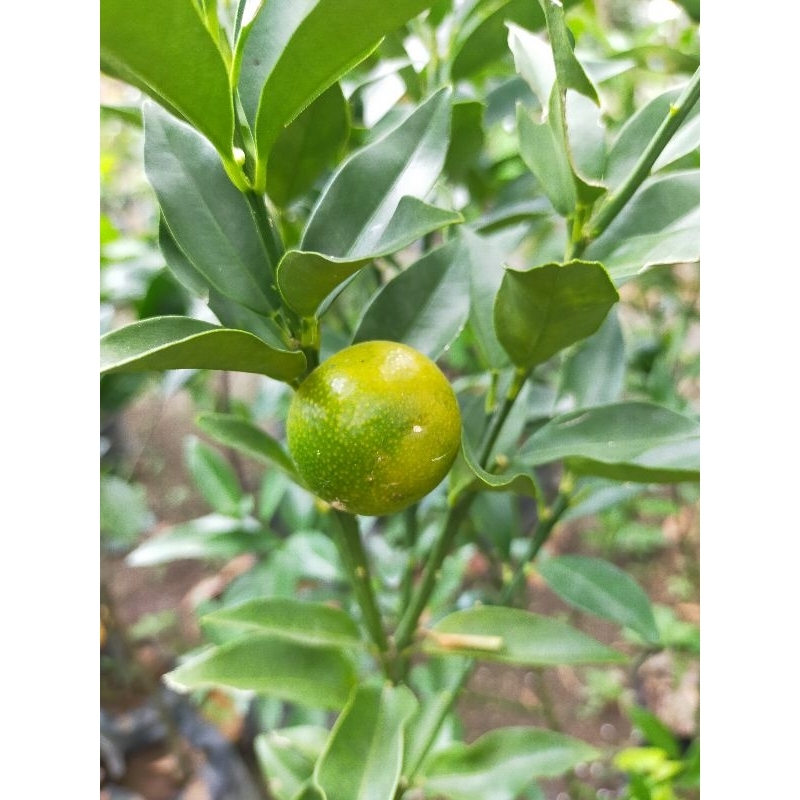 Bibit tanaman jeruk tongheng/jeruk kimkit