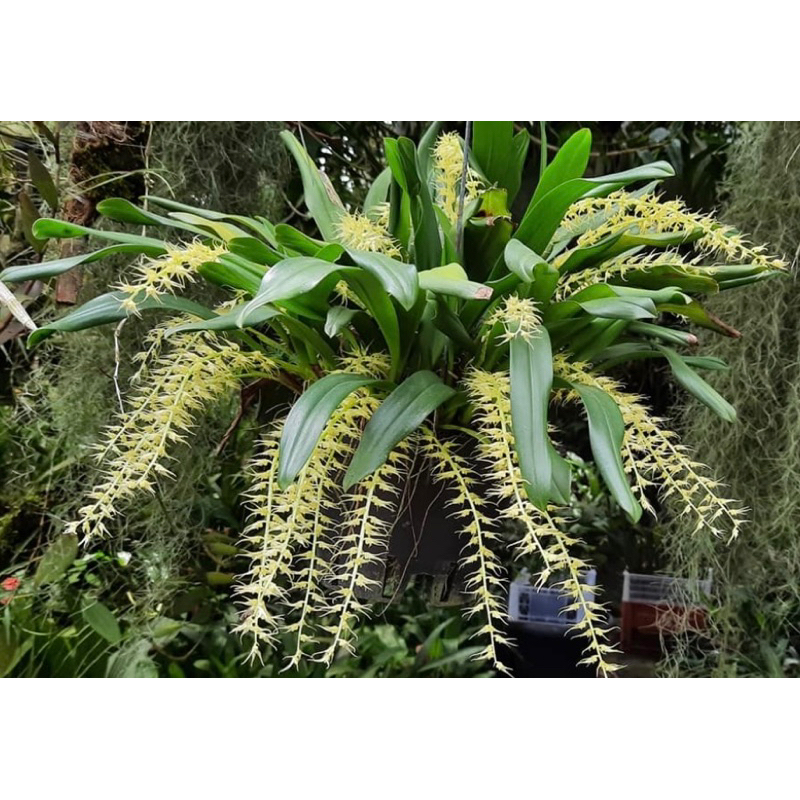 Anggrek Bulbophyllum Flavescens | Bulbophyllum Bunga Cantik | Bulbo Murah