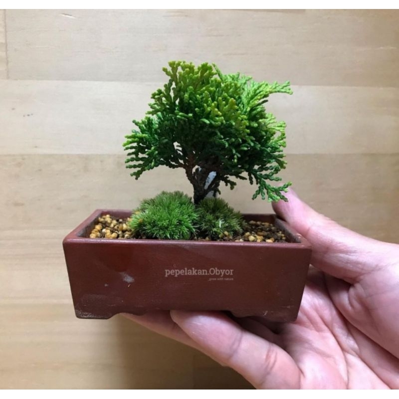 Bonsai Shito Cemara Hinoki Cypress Japan Daun super micro ORIGINAL - EKONOMIS BONUS POT TAWON/SIMADU