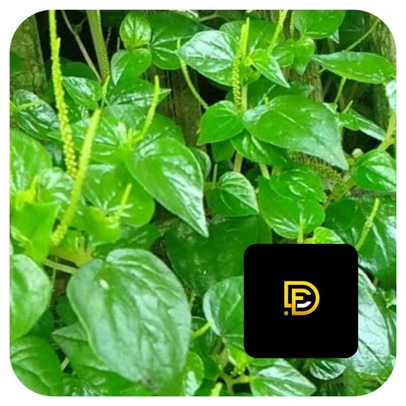 

Daun sirih cina daun ketumpang air daun suruhan 1 kg segar-az