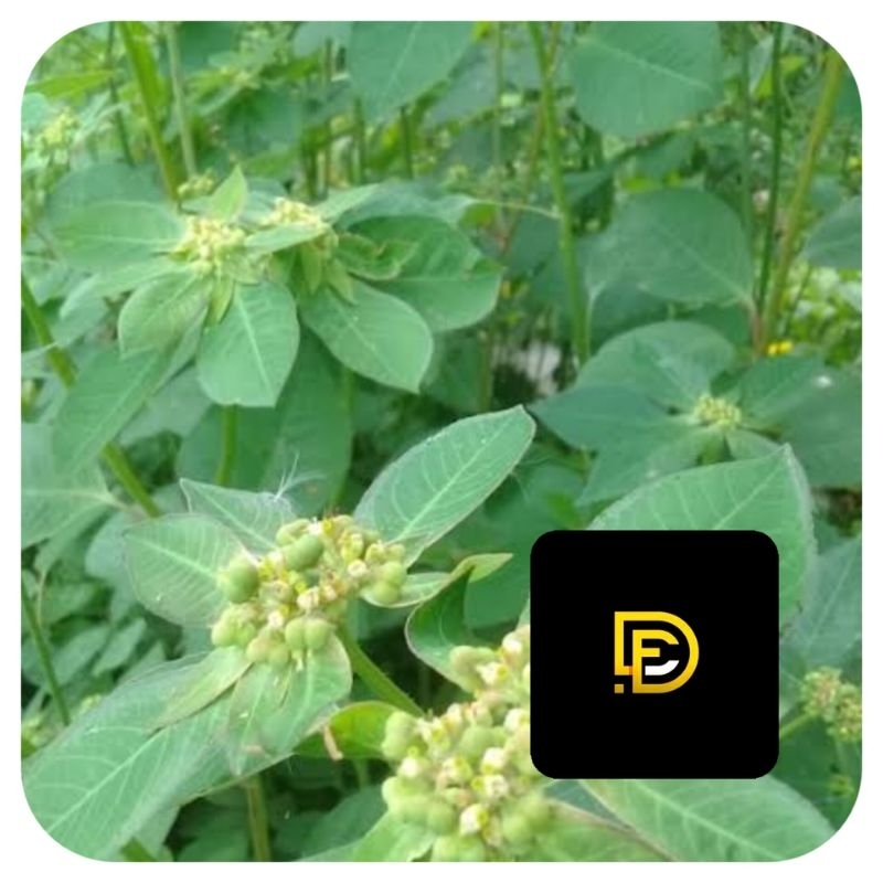 

Daun patik mas daun kate mas segar 400 gram petik langsung-az