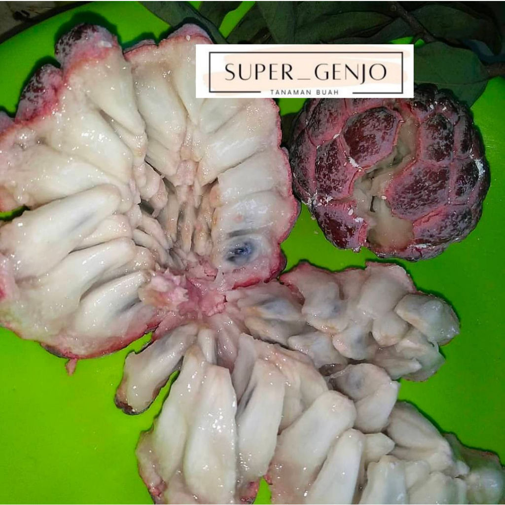 Bibit Srikaya Merah Super